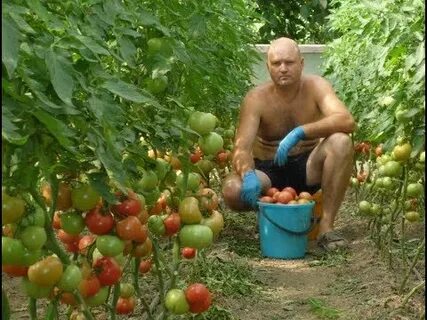 Когда срывать помидоры