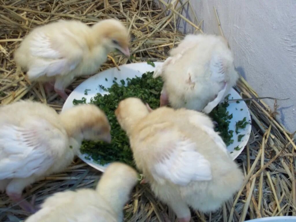 Кормление домашних цыплят в первые дни жизни. Двухнедельные цыплята. Индюки бройлеры цыпленок. Цыплята кормятся. Цыплята 2 дня.