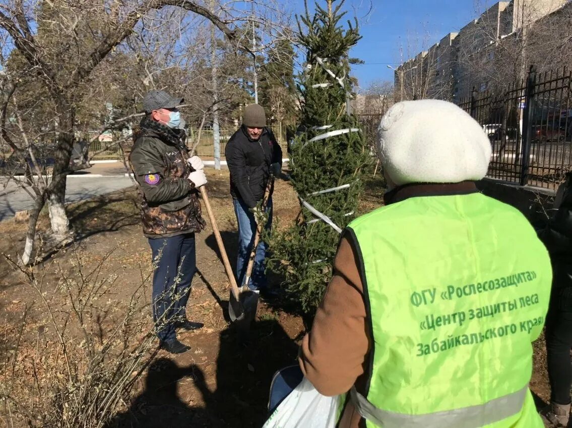 Код на высадку. Озеленение города Чита. Центр защиты леса Забайкальского края. Пионерский субботник. Высадка деревьев выпускниками.