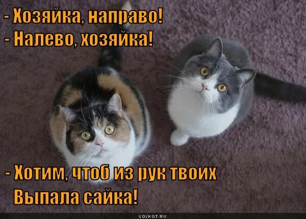 Черный и рыжий коты. Бездомная кошка бежала за девочкой и кричала. Кот уже бегу. Смешные картинки про тоску. Смешные котики до упаду.