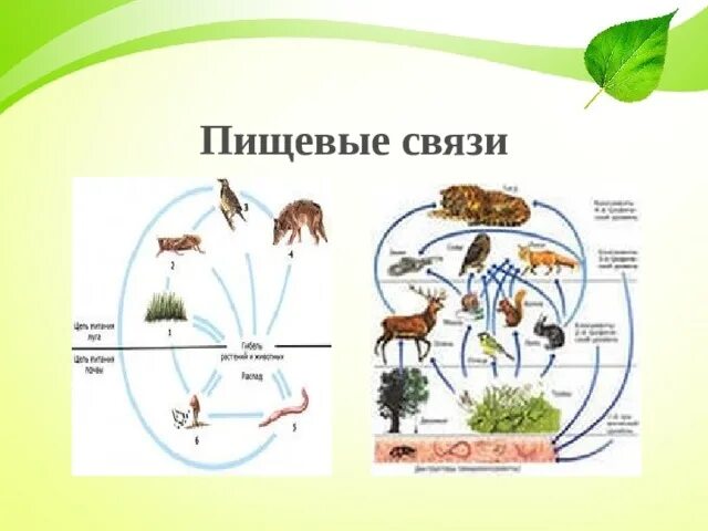 Взаимодействие организмов в природном сообществе 5 класс. Пищевые связи схема 11 класс биология. Пищевые связи биология 10 класс. Пищевые связи схемы биология 5 класс. Пищевые связи это в биологии 7 класс.