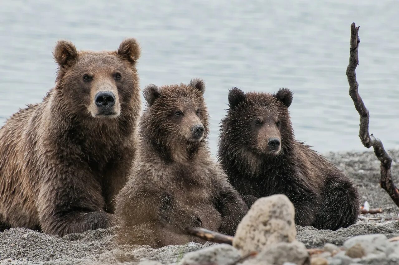 четверо медвежат. милые медвежата. гризли. медведь пестун. много медвежат.