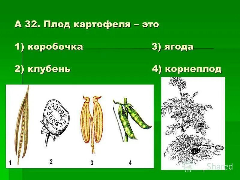 Изучите строение плода отметьте особенности строения определите. Тип плода картофеля. плод картофеля называют. клубень картофеля это плод. картофель строение плода и тип.