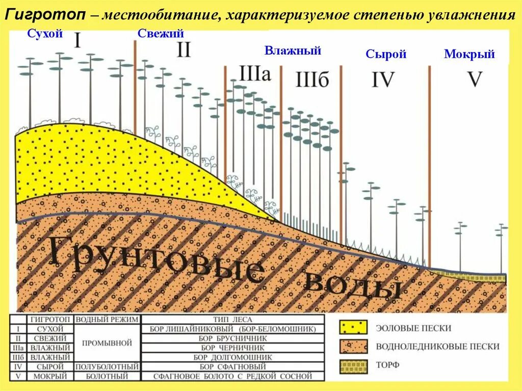 Условия увлажнения почвы. Степень увлажнения почвы. Пойменный тип увлажнения. Степень увлажнения почвы. Степень увлажнения почвы.