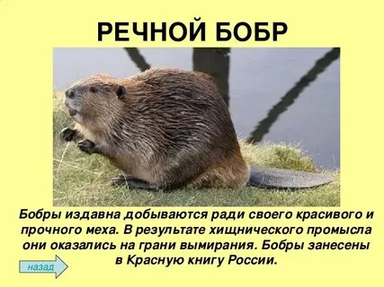 Бобер в красной книге
