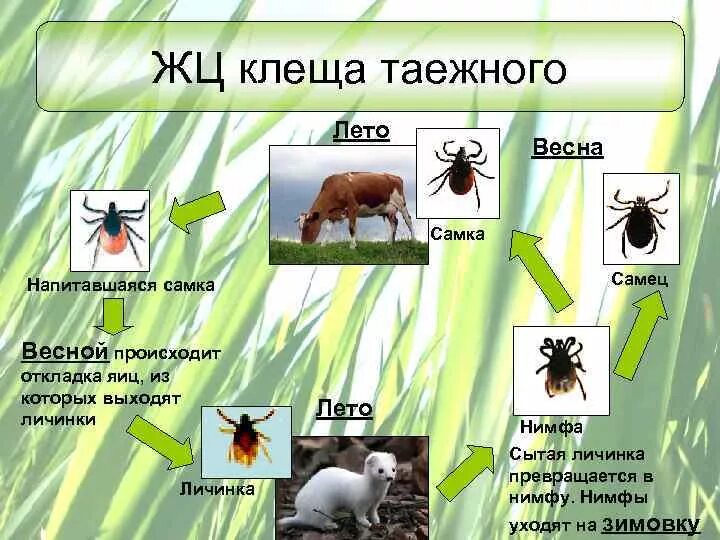 Жизненный цикл иксодового клеща. Цикл развития иксодовых клещей схема. Жизненный цикл таежных клещей.