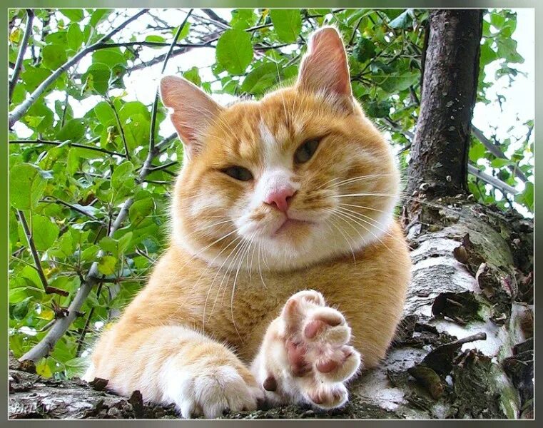 Хитрый кот в мексике живет 5. Рыжие коты. Рыжий кот улыбается. Довольный рыжий кот. Кот жмурится на солнце.