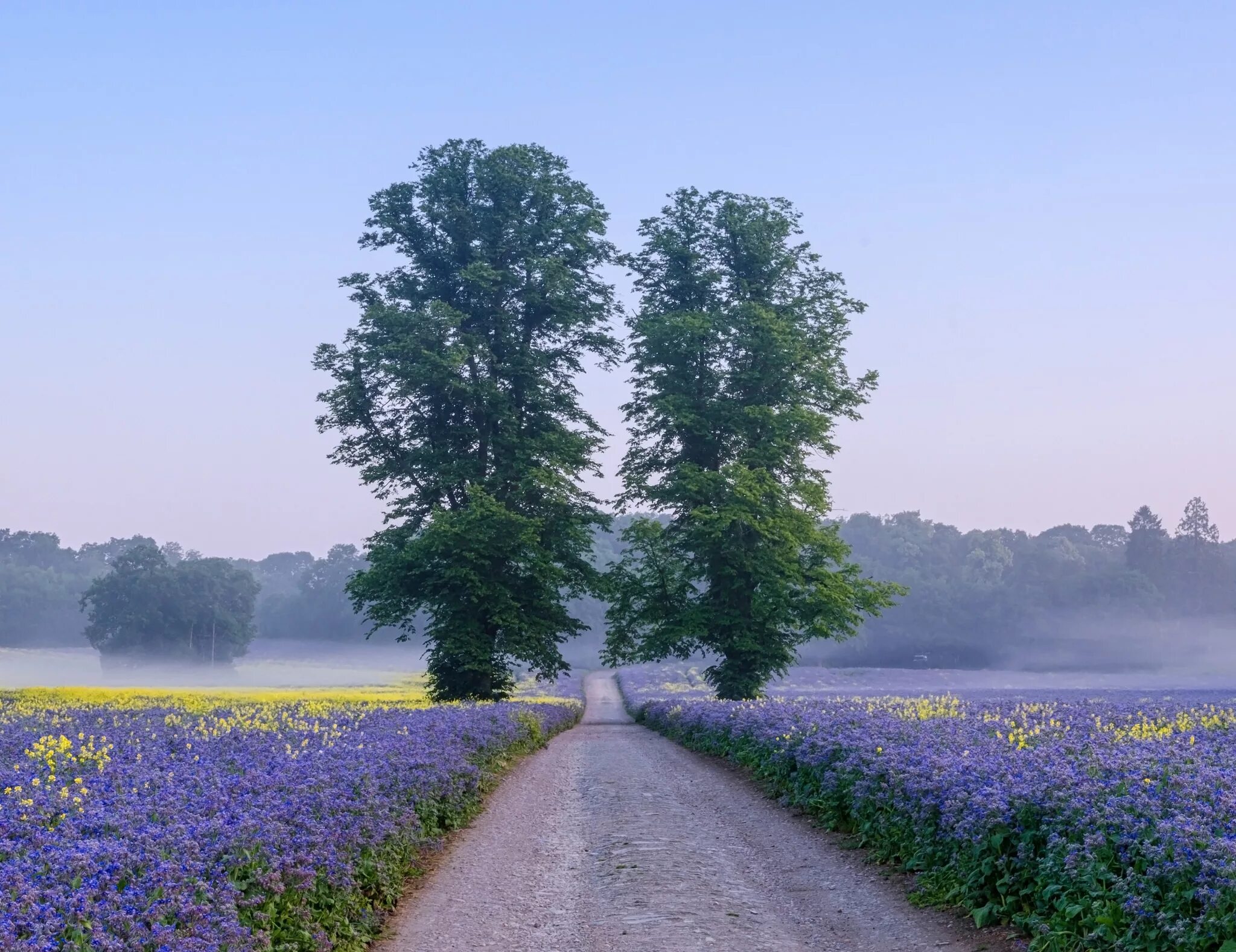 иди дорогою цветущей. солнечная дорога. цветочное поле. дорожка в поле. поле цветов.