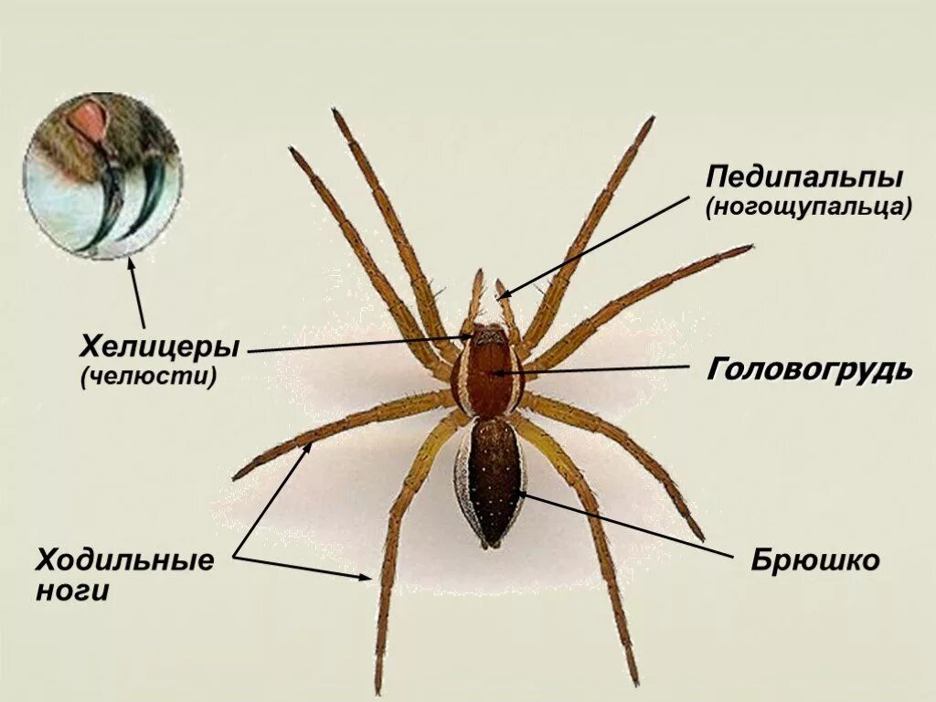 Сколько пар ходильных