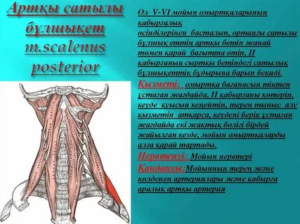 Жалаңаш әйелдер онлайн жалаңаш әйелдер