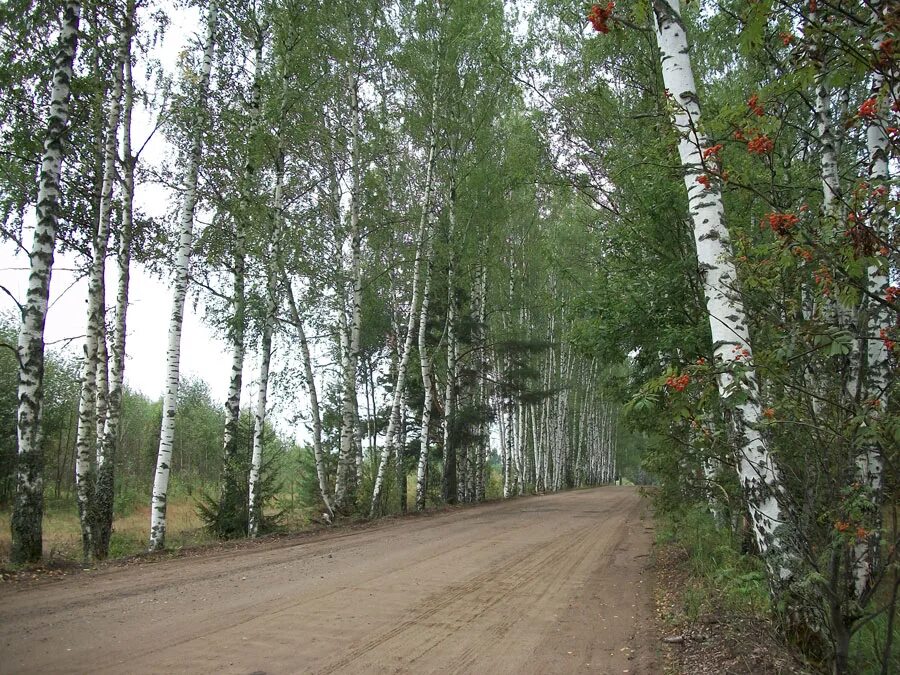 Покровское Кимрский район. Озеро Покровское Тверская область Кимрский район. Деревня Покровское Кимрский район. Деревня Покровское Кимрский район Тверская область. Покровское озеро большое