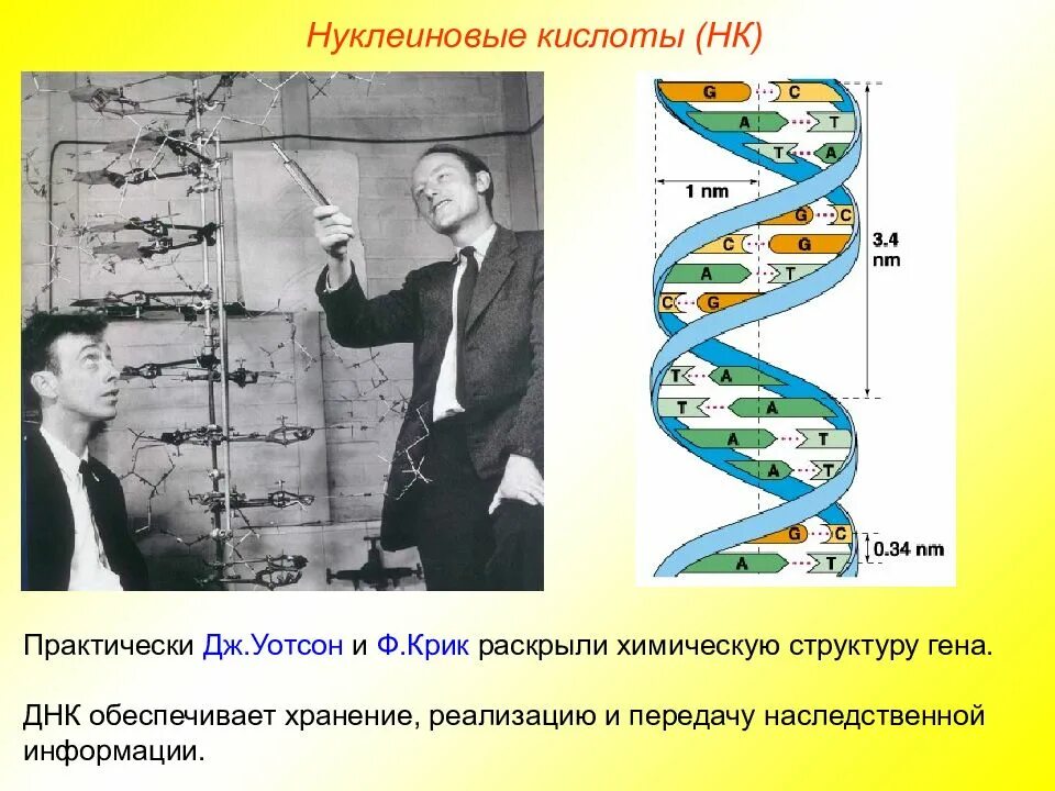 Обеспечивает хранение наследственной информации