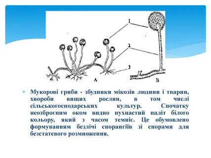 Неклеточная грибница мукора