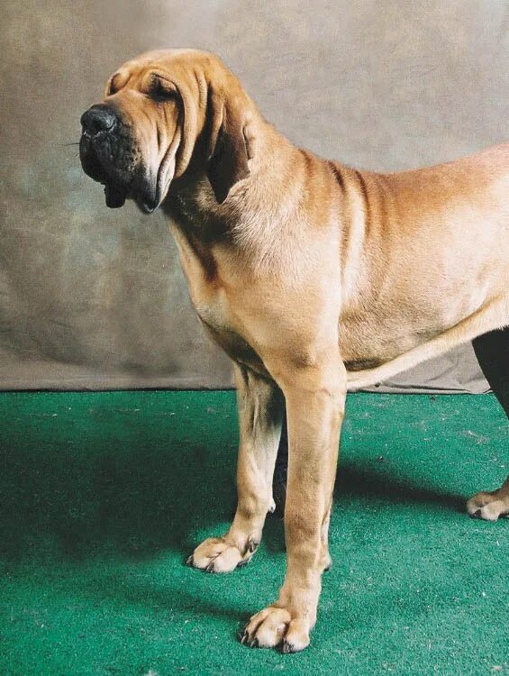 Фила животное. Мастиф бразильеро. Собака хило бразилейра. Бразильский мастиф. Фила бразилейро щенки.