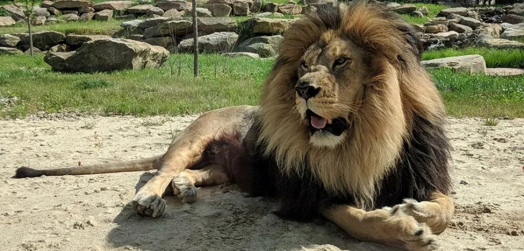 Лучшие года льва. Капский Лев (Panthera Leo melanochaita). Largest Lion. Цивилизация ра львы.