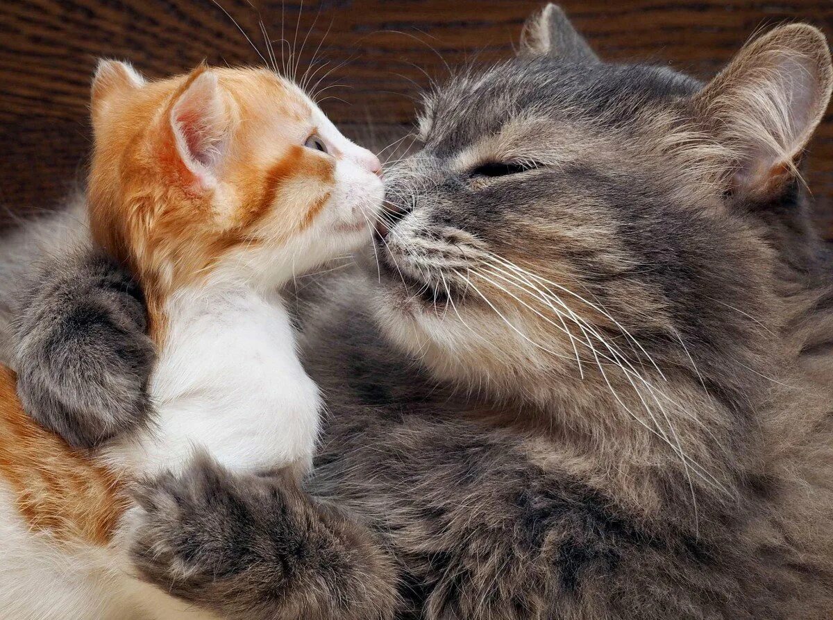 Милые котята с мамой. Мама котя. Картинки кошек и котят. Котята с мамой. Три кошки.