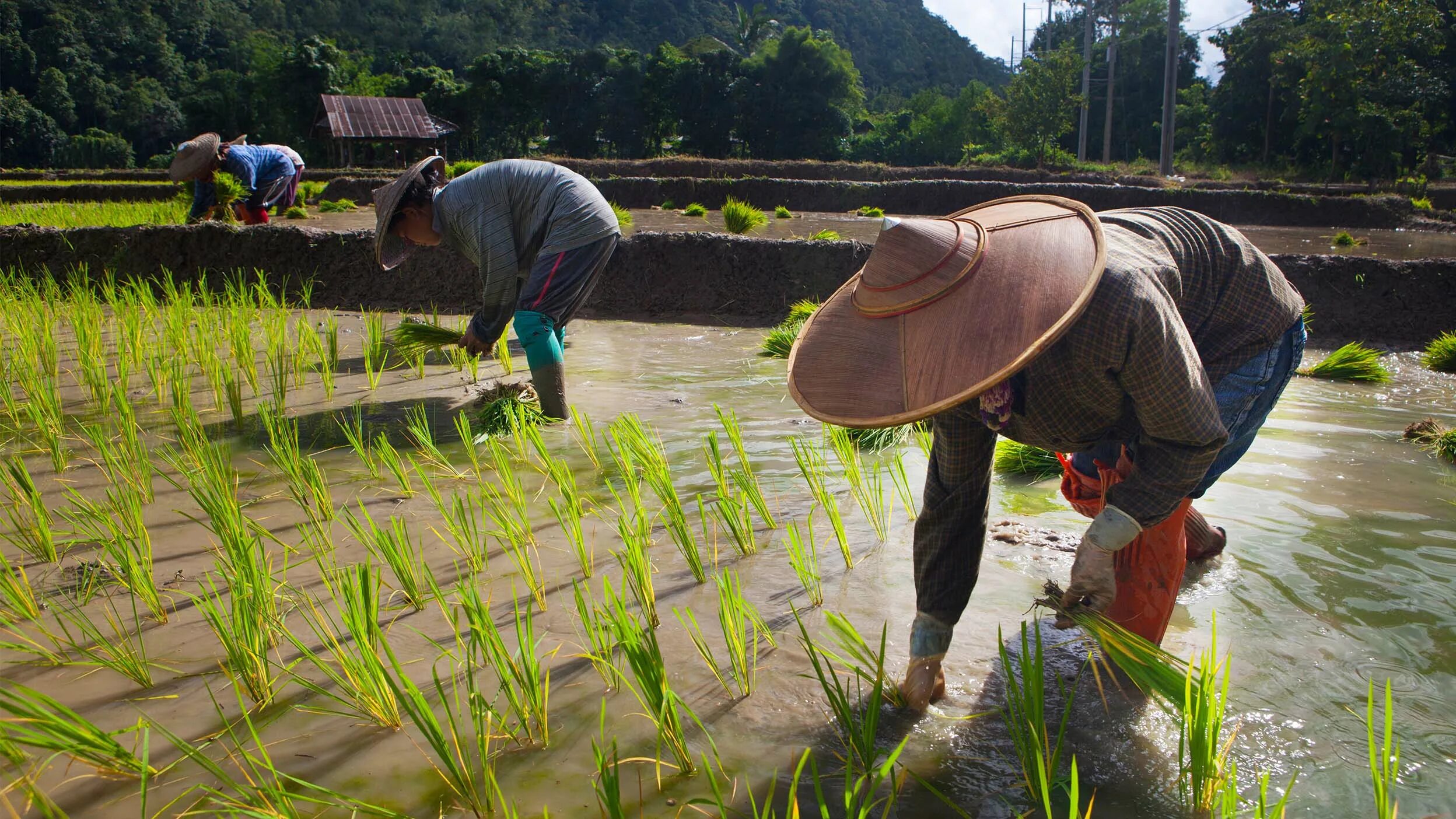 Китайцы в поле. Working field. Сборщик риса в китае. Rice work. Рис хакумай.