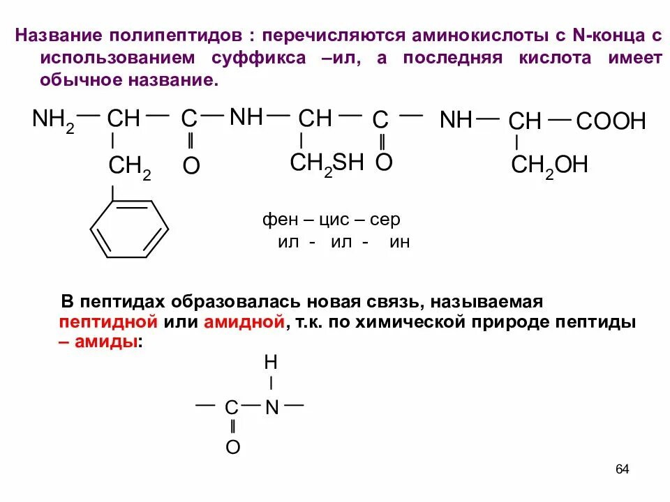 Синтез полипептида начинается с аминокислоты. Название полипептидов. как называть полипептид. полипептид формула химическая. понятие о полипептидах.