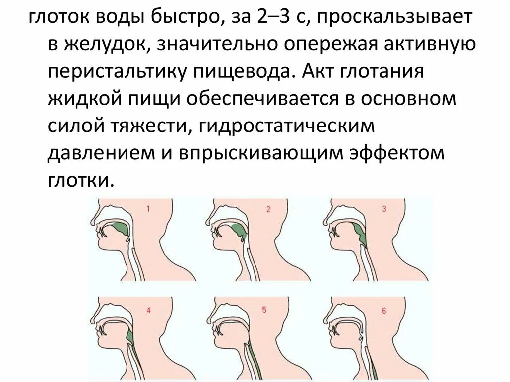 Повышенная глотания. Акт глотания. глотание движение пищи в глотке и пищеводе. фазы глотания физиология. реверсивный тип глотания.