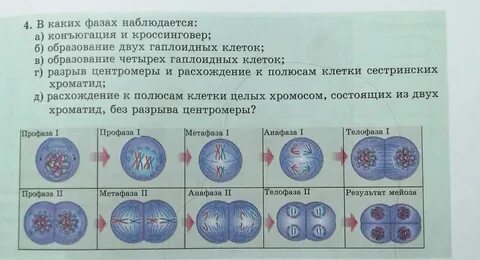 Мейоза образуется 4 гаплоидные клетки