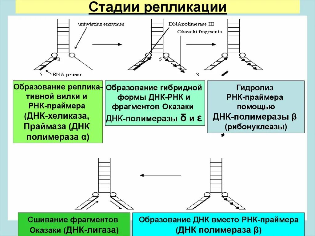 3 этап репликации. Репликация. принципы репликации днк. стадии репликации. стадии репликации днк таблица. этапы процесса репликации днк. этапы репликации днк кратко.