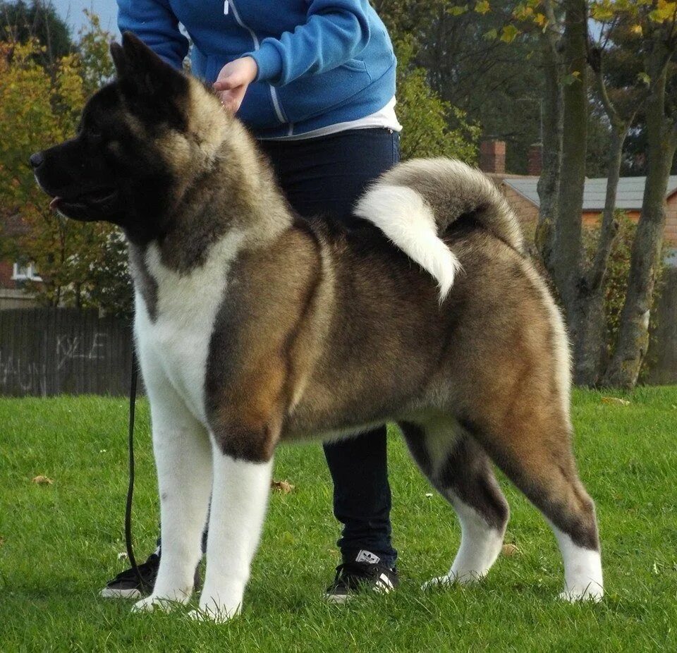 Pin on Animals around World American akita dog, Akita dog, Dogs
