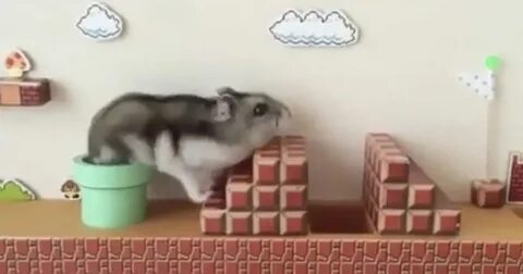 Как проходить хомяка мини игру
