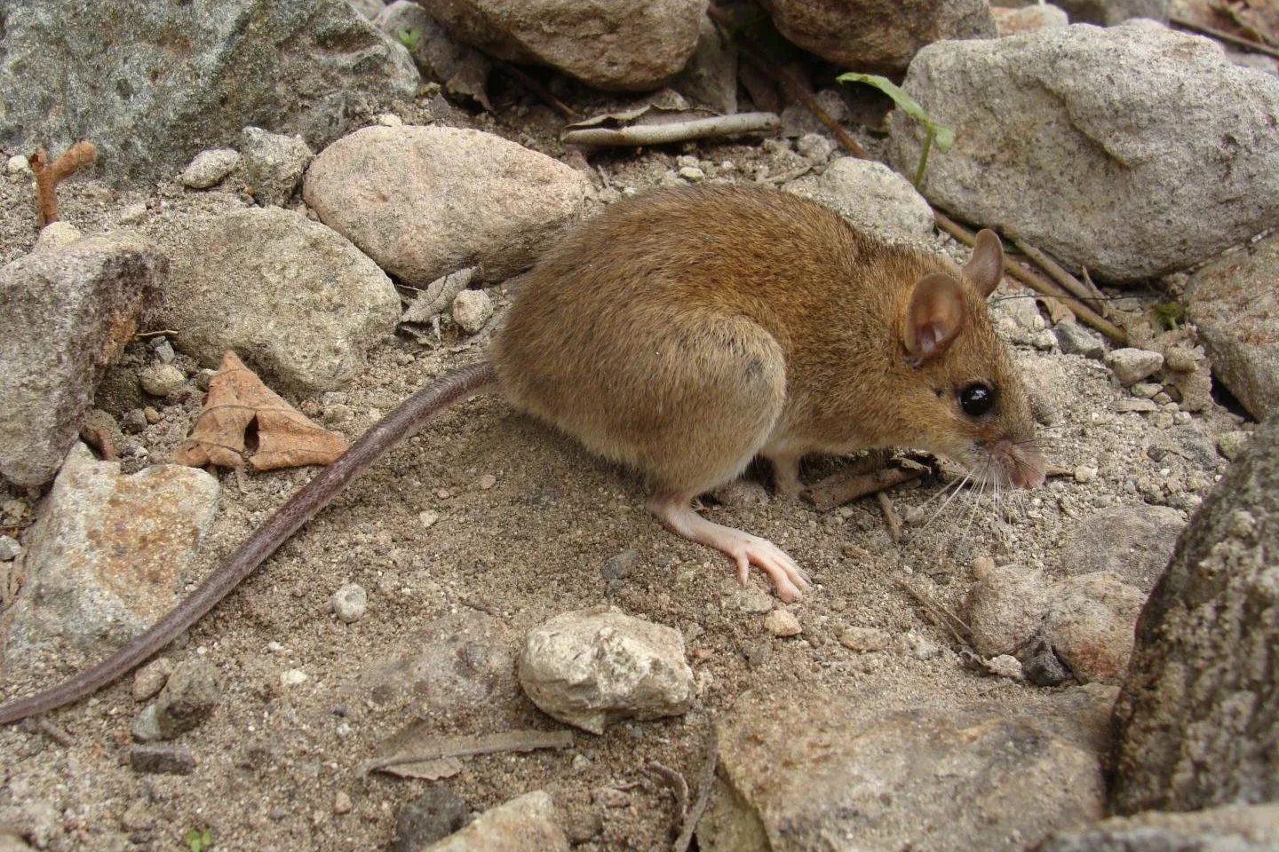 How to control invasive rats and mice at home without harming native wildlife