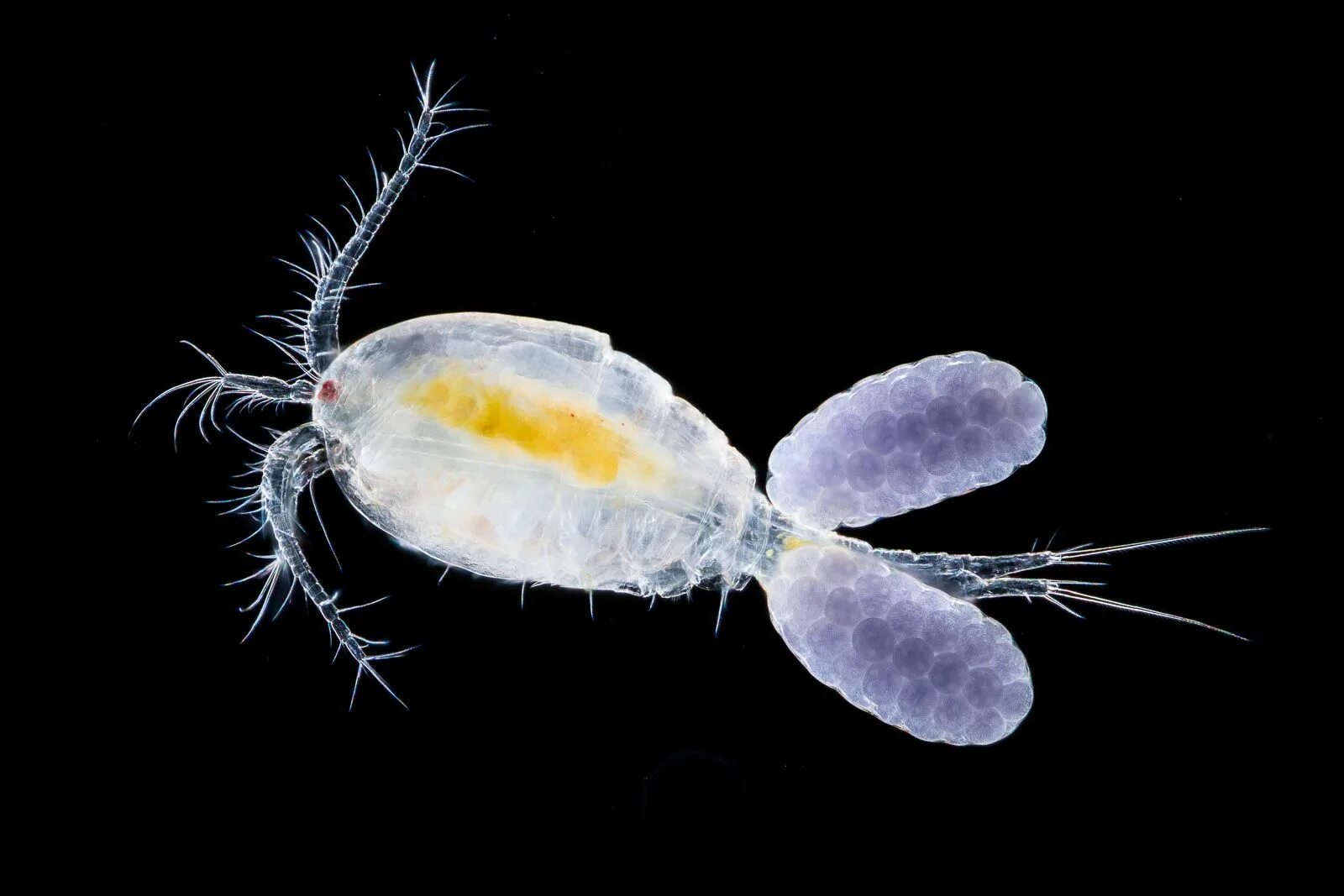 Веслоногие рачки циклоп, диаптомус. Циклоп представитель ракообразных. Копепод циклоп. Отряд веслоногие циклоп. Отряд веслоногие циклоп.