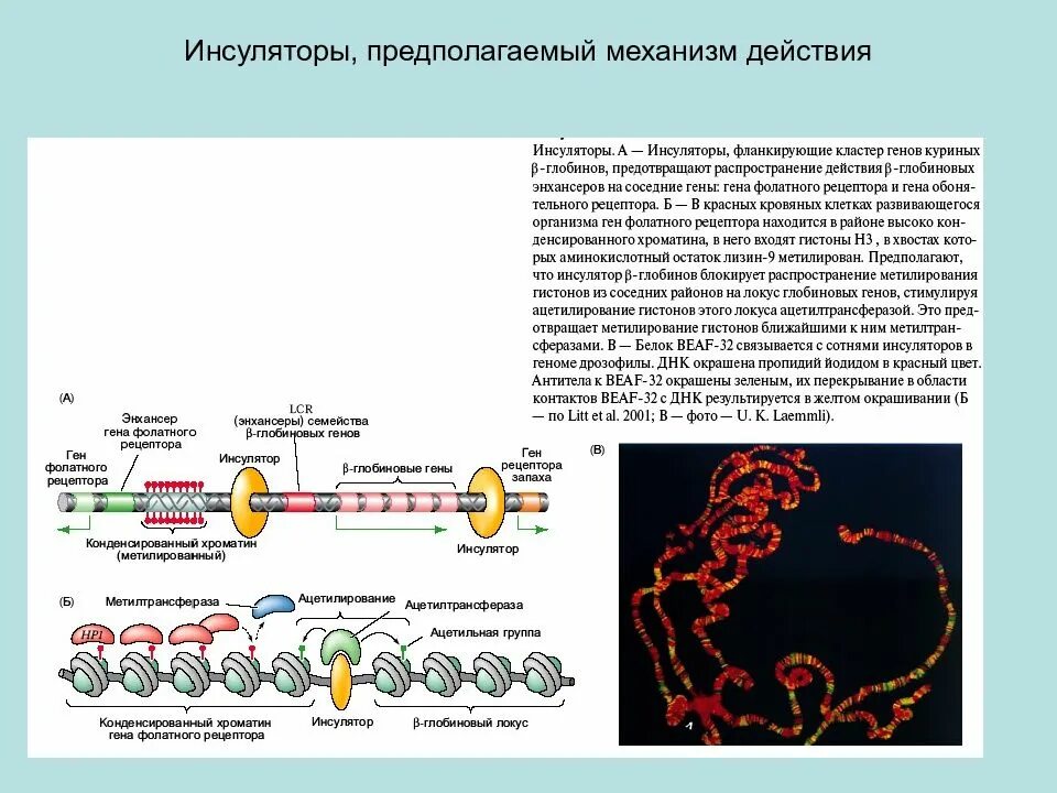 Предположите какая из представленных последовательностей принадлежит гистону. Механизм действия инсуляторов. Инсуляторы это в биологии. Механизм гистонов. Метилирование гистонов.