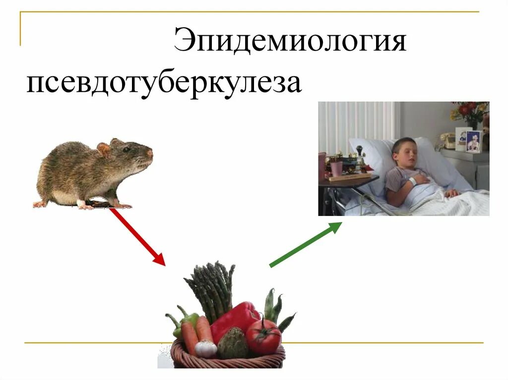 Иерсиниоз передача. Иерсиниоз эпидемиология. псевдотуберкулез эпидемиология. иерсиниоз этиология эпидемиология. источник инфекции псевдотуберкулеза.