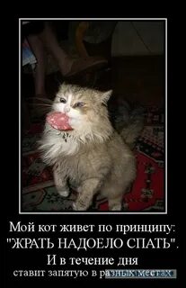 Надоело жрать