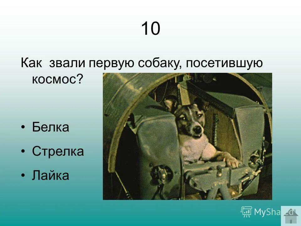 Как звали первую собаку. Как звали первую собаку побывавшую в космосе. икона которая побывала в космосе. первая машина побывавший в космосе. как зовут первого человека, побывавшего в космосе?.