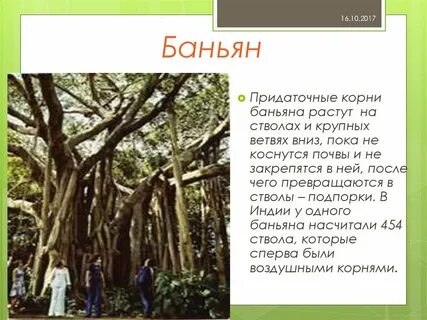 Корни подпорки примеры