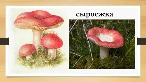 Сыроежка 5 букв
