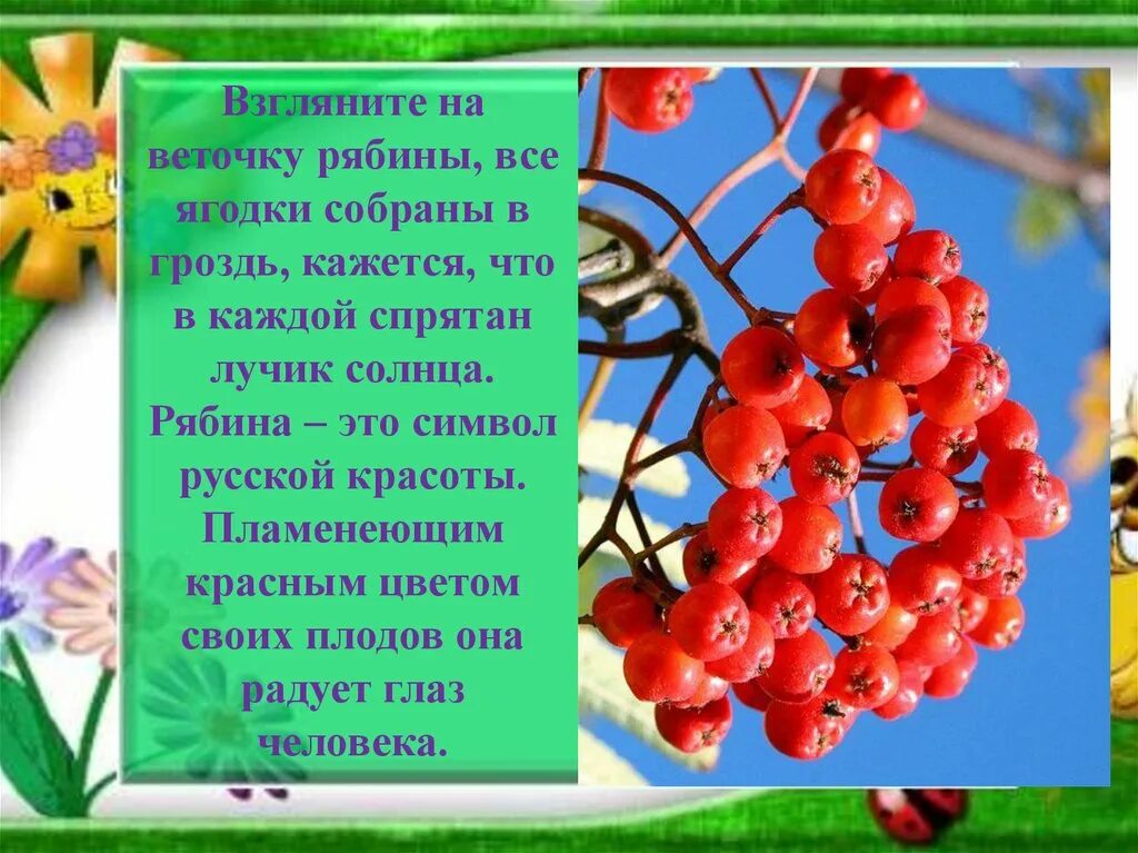 Гроздья рябины текст. Презентация на тему рябина. рябина для презентации. гроздья рябины стихи для детей. стишок про рябину для детей.
