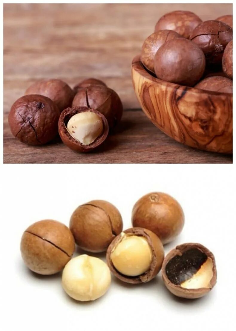 Орех макадамия польза и вред. Орех макадамии. Шоколадный орех макадамия. Самый вкусный орех макадамия. Круглый орех в скорлупе.