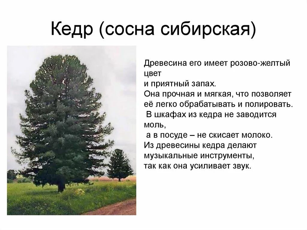 Пиши хвойный. Сосна Сибирская кедр Сибирский. Сосна Кедровая дерево. Сосна Кедровая Сибирская. Сибирский кедр деревья Сибири.