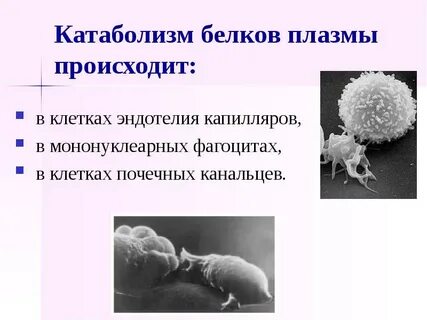 Основными белками плазмы