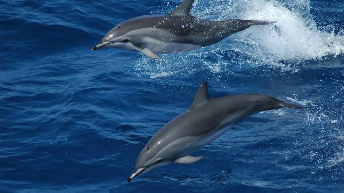 Сколько живет дельфин в природе. Сколько живет дельфин в природе. Dolphin 5k. Дельфин афалина в черном море. Афалина (tursiops truncatus).