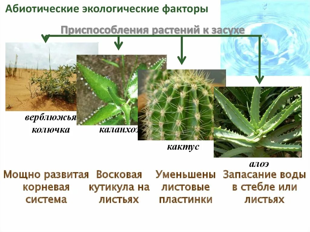 Черты приспособленности алоэ. Приспособление растений к окружающей среде. Приспособленность растений. Приспособления растений к засухе. Приспособления алоэ для окружающей среды.