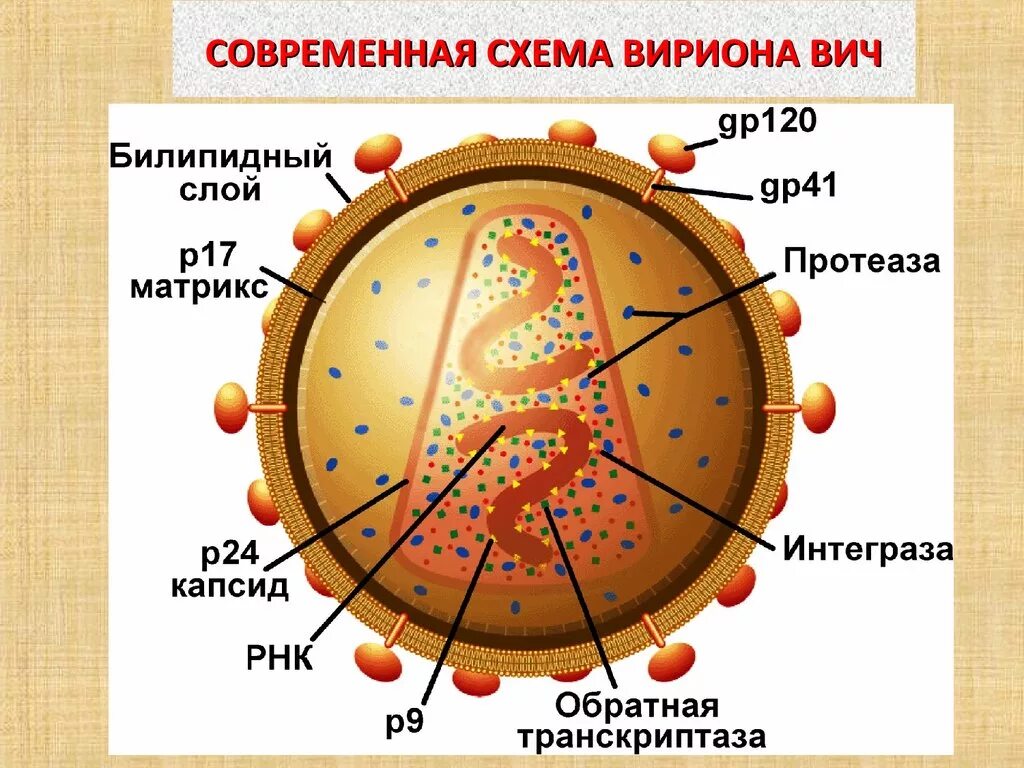 Строение вич. ВИЧ структура вириона. Строение вириона ВИЧ микробиология. Строение вирусной частицы ВИЧ. Возбудитель ВИЧ микробиология.