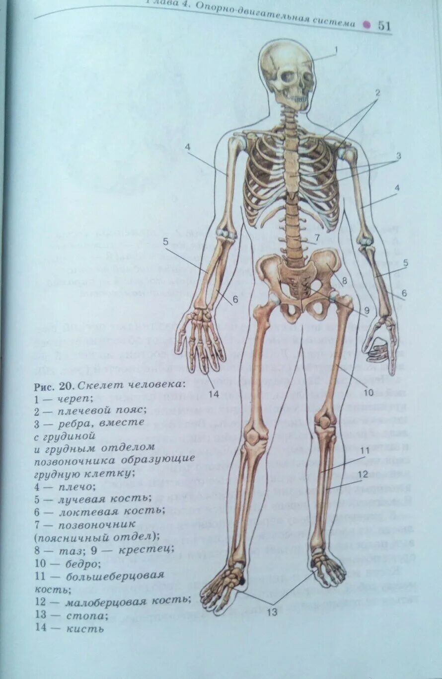 Скелет человека спереди и сбоку. Рис 13 скелет человека спереди. Строение скелета человека сбоку. Человек биология строение скелета.