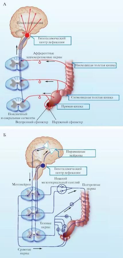 Рефлекс дефекации физиология. Схема дефекации физиология. Схема регуляции акта дефекации физиология. Рефлекторная дуга рефлекса дефекации.