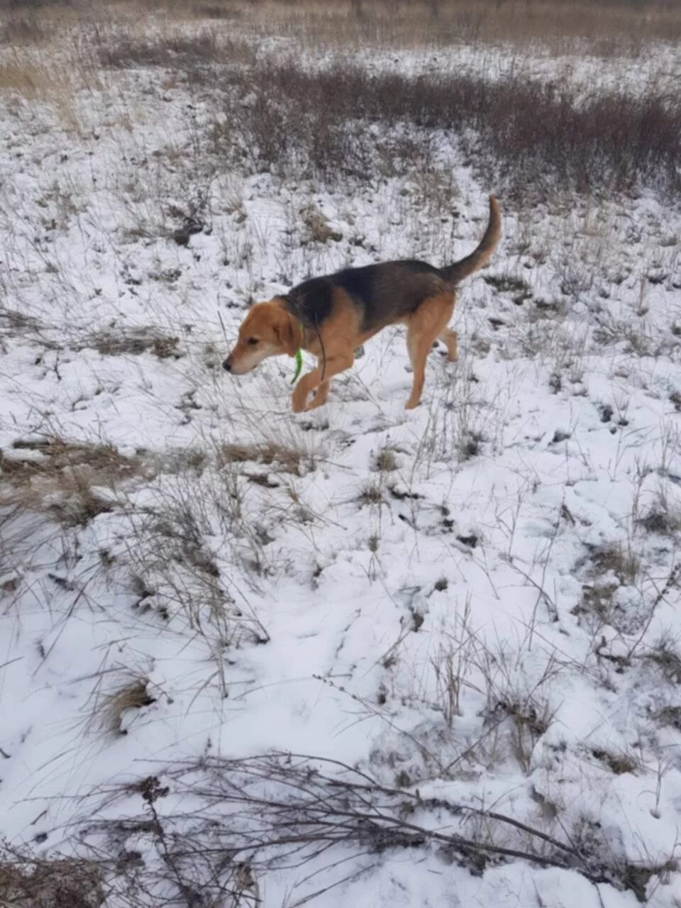 Гончую в брянской обл