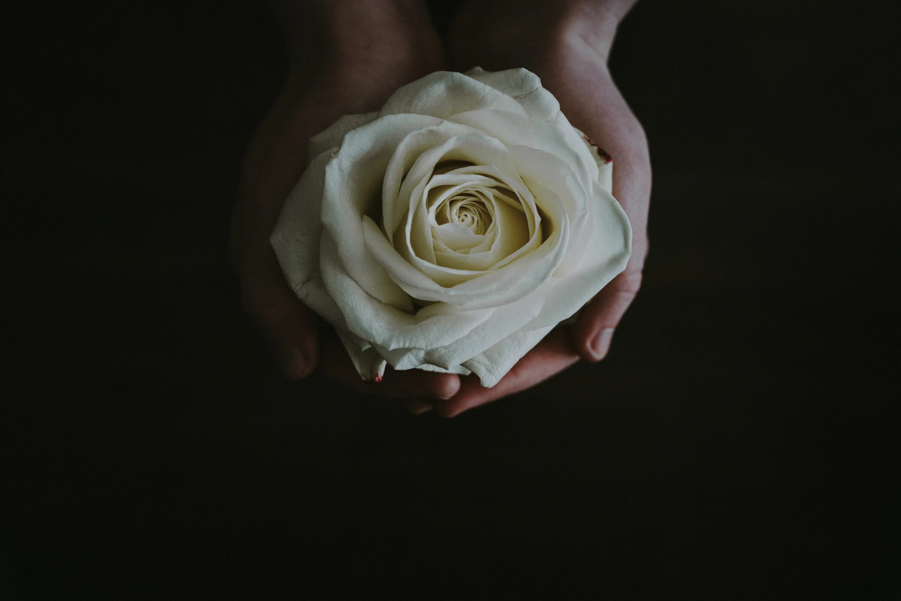 Белые розы в руках. Девушка с белыми розами.