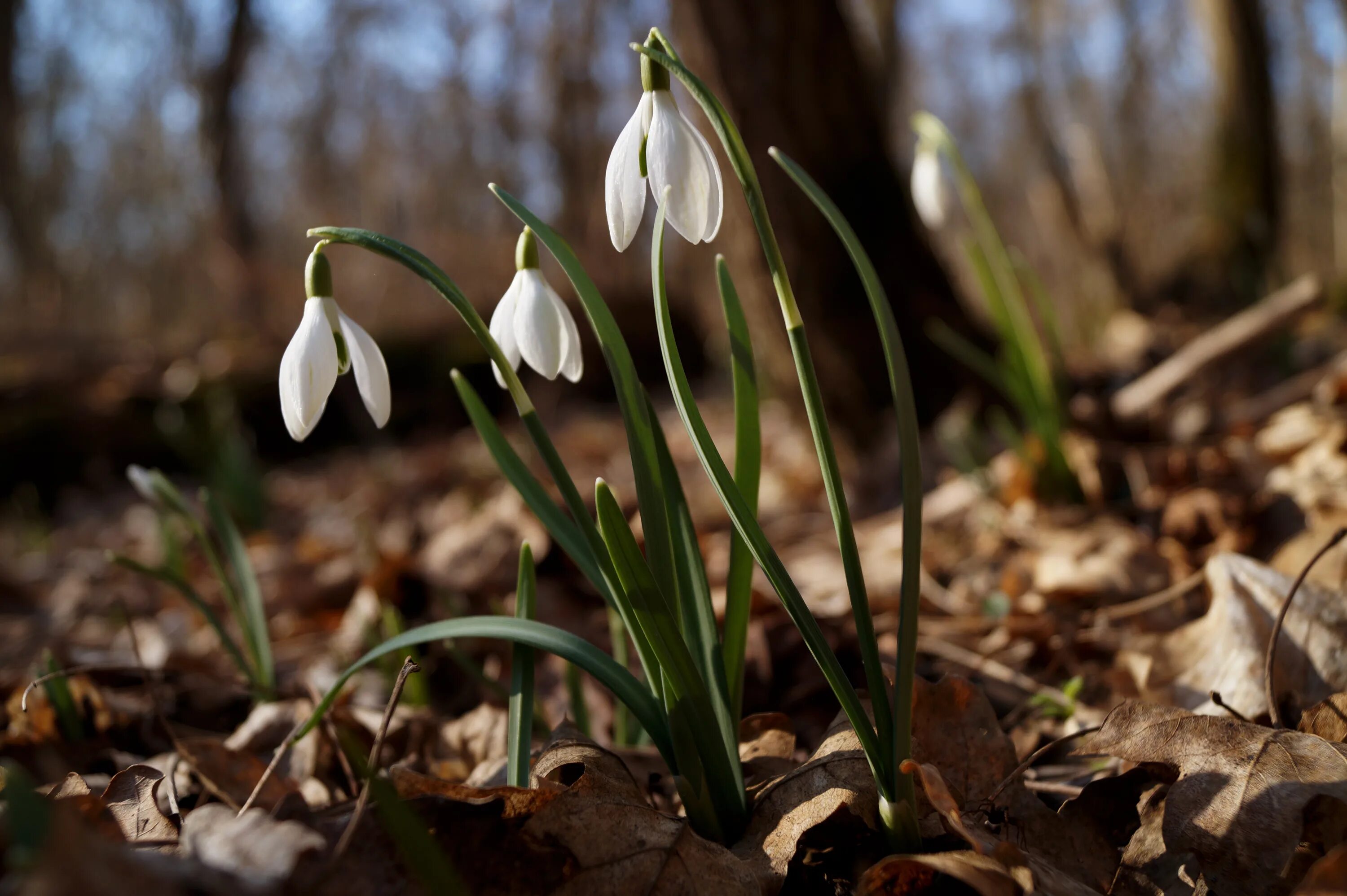 Как выглядят подснежники в лесу. Подснежников (Galanthus. Подснежник Борткевича. Подснежник тонколистный. Пролеска Крокус Галантус.