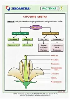 Тест растение цветка