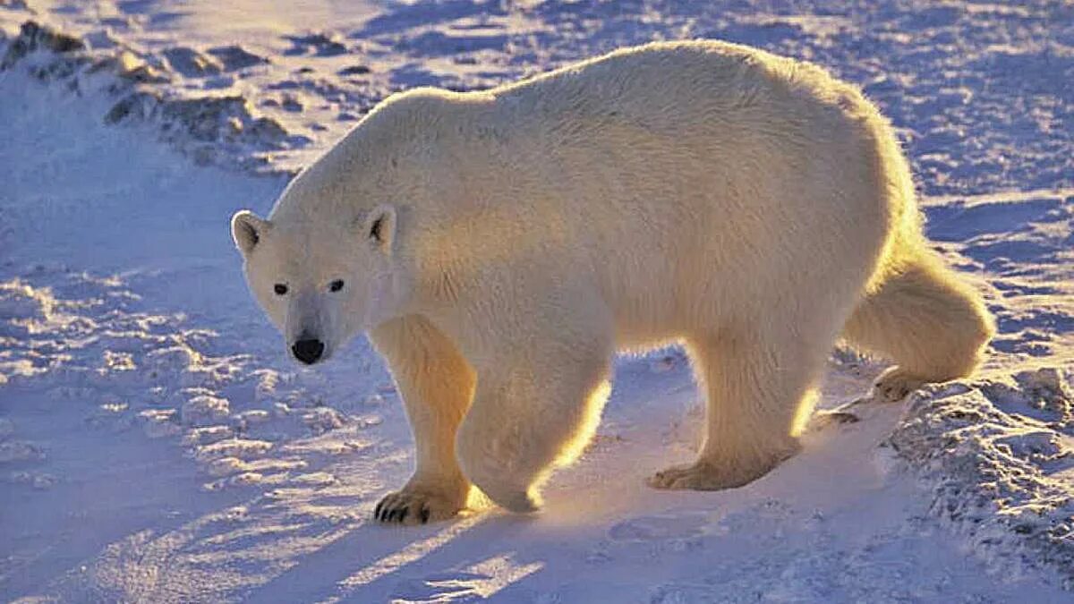 Почему белого медведя занесли в красную. Белые медведи на Дальнем востоке. Краснокнижный белый медведь. Белый медведь красная книга. Белый медьведькрасная книга.