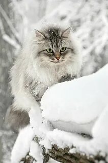 Пушистая зима